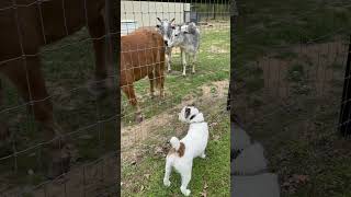 Django and Spike visiting the neighbors dog workingk9 dogtraining k9protection yourdog k9 [upl. by Ecienal]