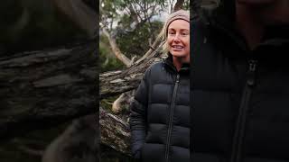 The Overland Track  Reconnect discovertasmania hiking hikingtrail travel [upl. by Chantalle345]