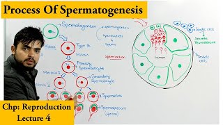 Spermatogenesis  How sperm cells are produced [upl. by Ltney]