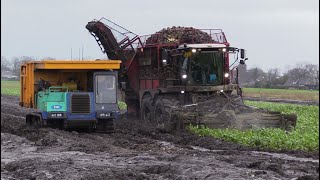 Bietenoogst 2023  Extreme wet harvest  Vervaet Beet Eater 925 ploegt door de modder  IHI IC100 [upl. by Noyerb133]