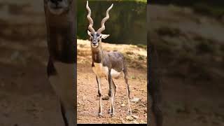 Blackbuck video  blackbuck  काला हिरण birds animalsounds [upl. by Giule]