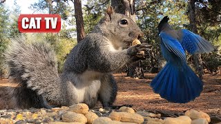 CAT TV  Fluffy Squirrels and Beautiful Birds 🐦🐿️  Nature Videos For Cats to Watch 🐱  Dog TV 🐶 [upl. by Jevon]