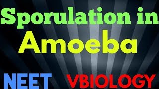 Sporulation in Ameoba  NEET  CBSE  Vinay Biology  XII NCERT [upl. by Llertnek]