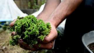 The Azolla Project at Colorado State University [upl. by Htebharas]