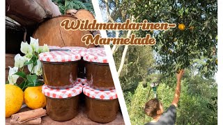 Mandarinen in der Wildnis pflücken und Marmelade auf dem Feuer zubereiten [upl. by Leahplar]