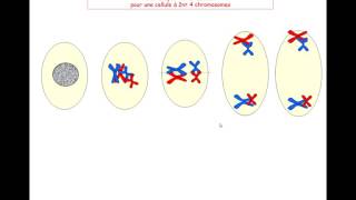 les étapes de la méiose [upl. by Fernyak]