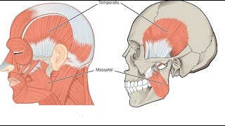 Two Minutes of Anatomy Temporalis Muscle [upl. by Wolf518]