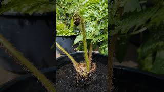 Dicksonia antarctica🌱 fromspores garden greenhouse gardening nature plant dicksoniaantarctica [upl. by Anay]