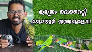 ഇവിടെ കിടു തത്തകളുടെ കളക്ഷൻ  Amazon Parrot  Hahns Macaw  Blue Throated Conure [upl. by Verna]