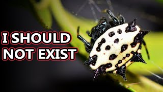 Spiny Orb Weaver facts the Spikey Spiders  Animal Fact Files [upl. by Amaty]