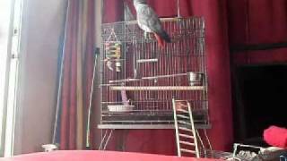 African gray parrot speaking english amp spanish [upl. by Esinrahc]