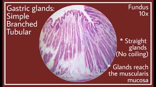 Stomach Fundus Histology [upl. by Hessney341]