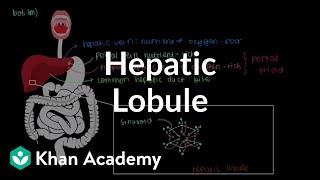 Hepatic lobule  Gastrointestinal system physiology  NCLEXRN  Khan Academy [upl. by Morgana]