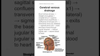 Cerebral venous drainage [upl. by Sonia]