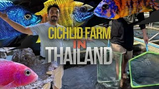 Cichlid Fish Breeding in Thailand Thailands Largest Cichlid Farm 2024 [upl. by Annaej]