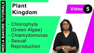 Plant Kingdom  NEET  Chlorophyta Green Algae  Chlamydomonas  Sexual Reproduction  Dr Neela [upl. by Edya]