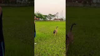 Malinois huấn luyện 🐕 malinoisdog Germanshepherddoglover dog pets funny becgie dogtraining [upl. by Verene]