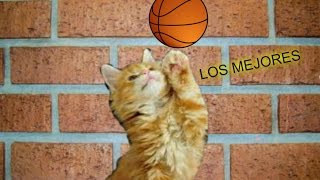 Gatos jugando baloncesto World basketball championship [upl. by Farah757]