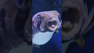 black spotted pufferfish shorts fish underwaterfish underwater viralvideo animals [upl. by Getter354]