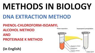 DNA extraction methods  Phenol Cholorofom Isoamyl Alcohol method and Proteinase K method English [upl. by Eak]