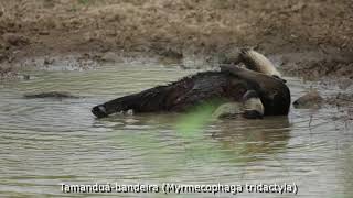 Alguns animais do Pantanal da Nhecolândia [upl. by Yevol973]