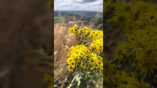 At the top of Glastonbury Tor [upl. by Douty]