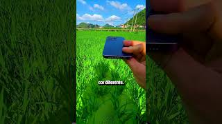 Ele Cria VÍDEOS Incríveis ESTRAGANDO Seus IPhones créditos xz333888  小钲手机摄影 no App Douyin arte [upl. by Eile]