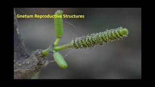 Reproductive structures of Gnetum [upl. by Sidney]