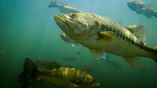 Topwater Strikes  Incredible Underwater Footage Of Bass Blowing Up On Topwater [upl. by Fonsie]