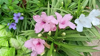 Ruellia  Perennial flowering plantPropagates on its ownCare [upl. by Rabka]