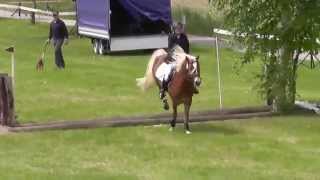 Haflinger Gelände Gunzenhausen 2014 [upl. by Prochora460]