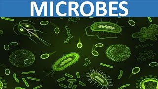 WHAT ARE MICROBES  VIRUS BACTERIA FUNGUS PROTOZOA  SCIENCE EDUCATIONAL VIDEO FOR KIDS [upl. by Ylahtan]