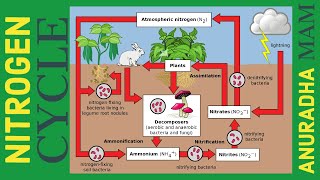 Nitrogen Cycle  Class 8  Class 9 [upl. by Nidnerb]