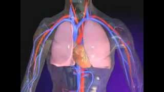 Embolie pulmonaire expliquer en vidéo [upl. by Esoryram]