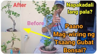 『How to Wire Fukien Tree Tsaang Gubat Bonsai』〘Napakadali lang pala〙 [upl. by Baggs]