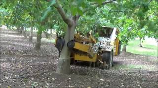 Walnuts in California  Orchard and Harvest [upl. by Ludie]