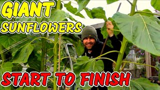 How to grow GIANT Sunflowers from Seed  START TO FINISH  UK [upl. by Riordan]