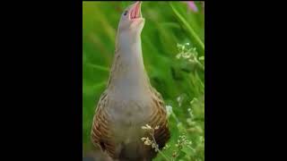 Corncrake bird voice ❤️ birds corncrakevoice birdsounds nature birdslover birdsongs [upl. by Asset]