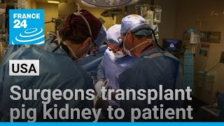 US surgeons transplant geneedited pig kidney to patient in world first • FRANCE 24 English [upl. by Zaccaria470]