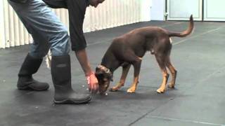 Teaching Your Dog to Drop Food Toys and other objects from their mouth [upl. by Einej49]