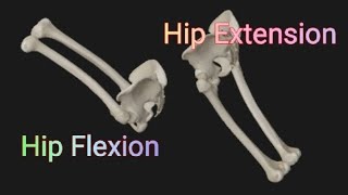 Hip joint Flexion amp Extension [upl. by Yesteb]