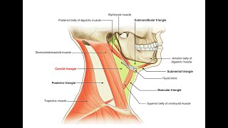 Mnemonics to remember contents of the Carotid triangle [upl. by Uella]