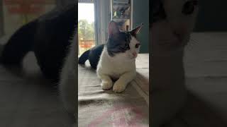 Buongiorno a tutti arancina che fai sul tavolo… cat catlover catvideos catshorts pets [upl. by Ime336]