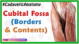 Cubital Fossa  Usmle Cadaveric Anatomy  Boundaries and Contents [upl. by Jessen]