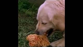 Dog Inhales Spaghetti Youll never guess what happens next [upl. by Joletta564]