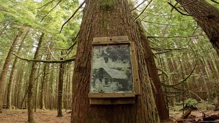 Old Goldmine Cabin Trail  Woodlot BC [upl. by Anatak]