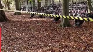 Guy Gobbles At Turkeys And They Gobble Back [upl. by Ttereve]