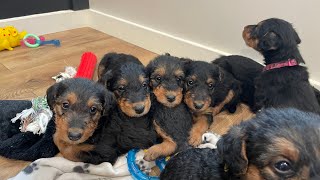 MillieCaesar 10523 Airedale puppies 5 weeks old [upl. by Ilram]