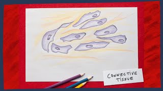 Connective tissue the basics  Biology tutorial [upl. by Llenrev809]