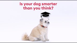 Brain Games™  Dog Training Classes at PetSmart [upl. by Pauli]